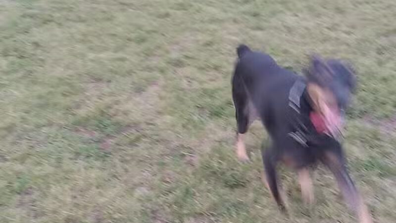 Field of Dreams Dog Park - Buchanan, MI