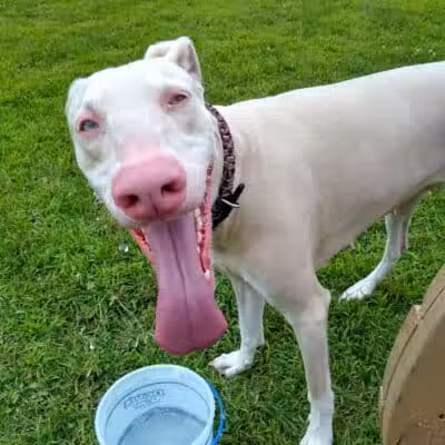 Field of Dreams Dog Park - Buchanan, MI