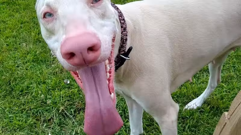 Field of Dreams Dog Park - Buchanan, MI