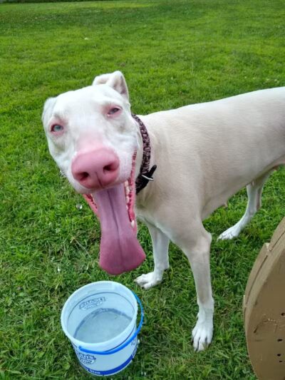 Field of Dreams Dog Park - Buchanan, MI