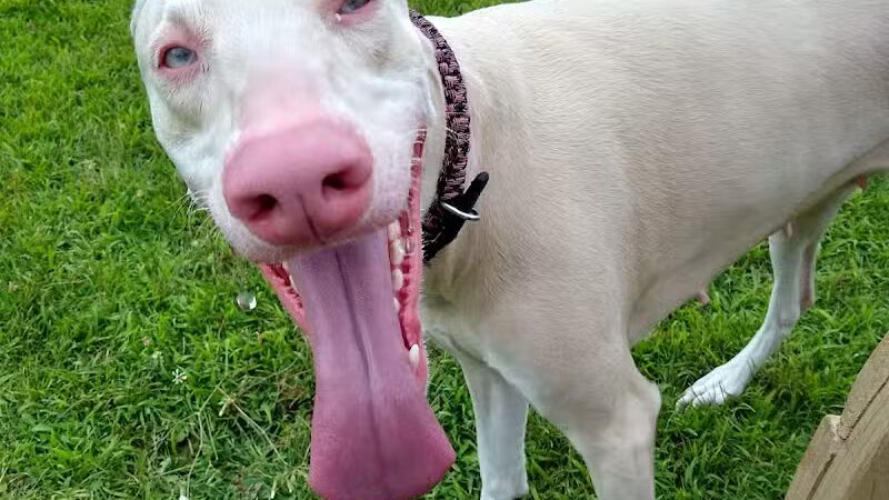 Field of Dreams Dog Park - Buchanan, MI