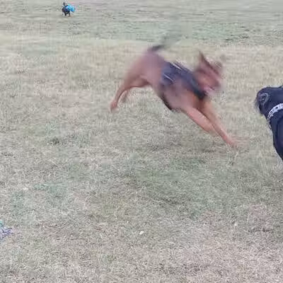 Field of Dreams Dog Park - Buchanan, MI