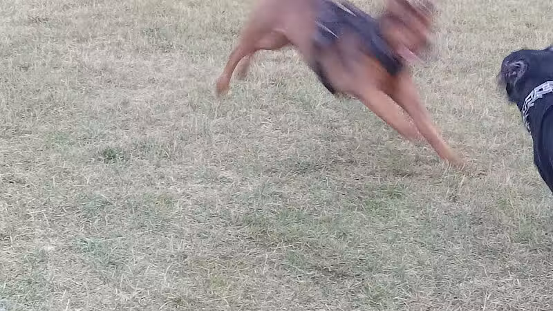 Field of Dreams Dog Park - Buchanan, MI