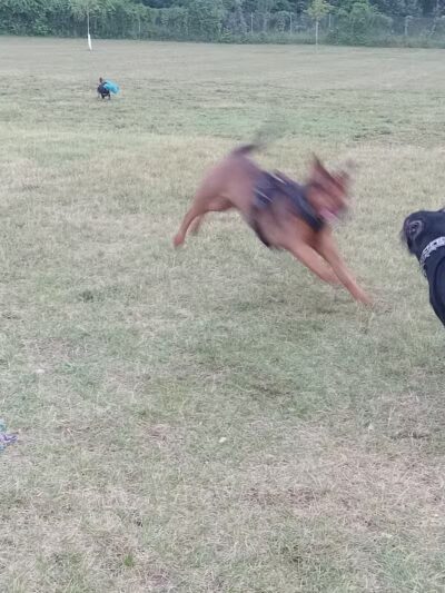 Field of Dreams Dog Park - Buchanan, MI