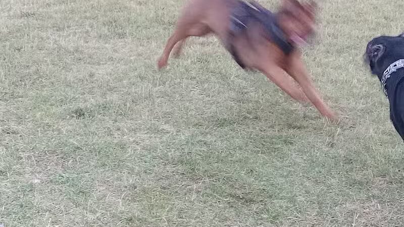 Field of Dreams Dog Park - Buchanan, MI