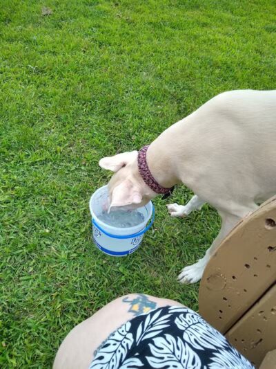 Field of Dreams Dog Park - Buchanan, MI