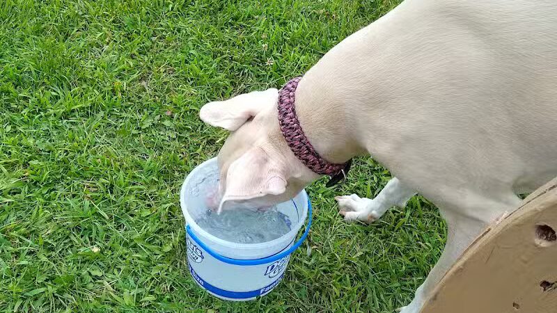 Field of Dreams Dog Park - Buchanan, MI