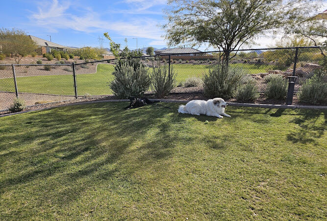 Dog Park - Buckeye, AZ