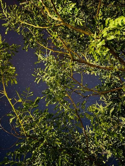 Dog Park - Buckeye, AZ