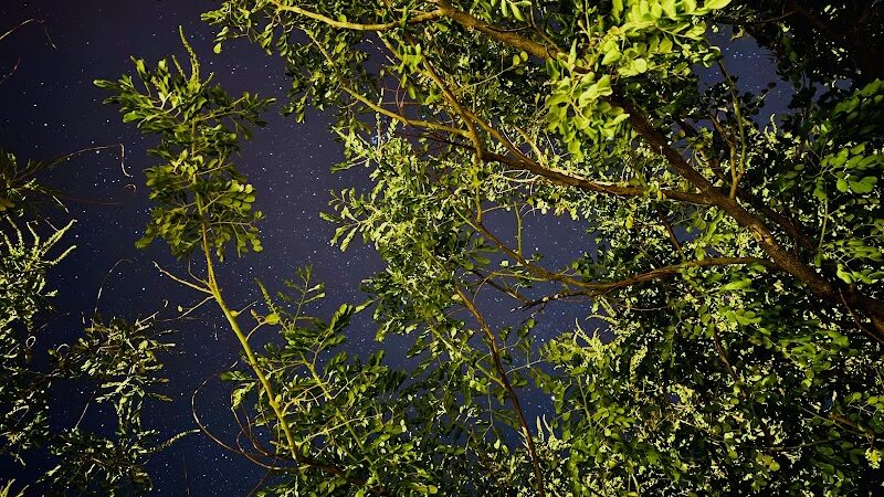 Dog Park - Buckeye, AZ