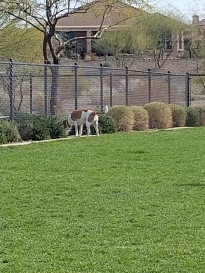 Dog Park - Buckeye, AZ