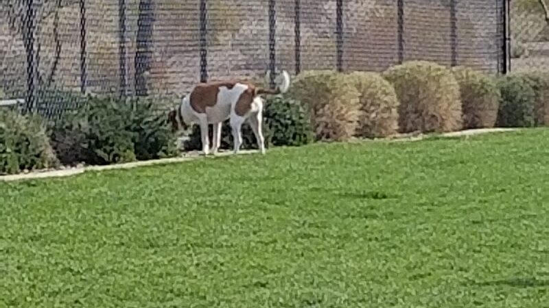 Dog Park - Buckeye, AZ