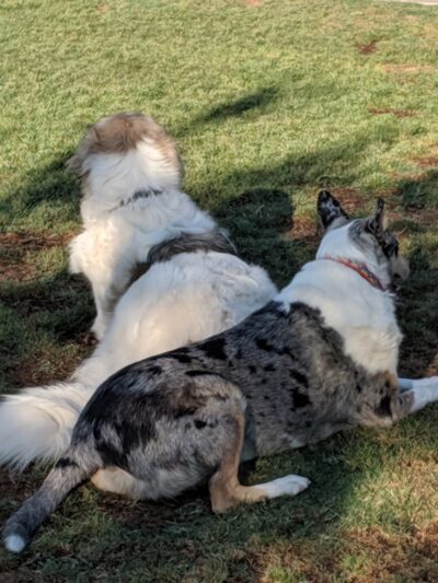 Dog Park - Buckeye, AZ