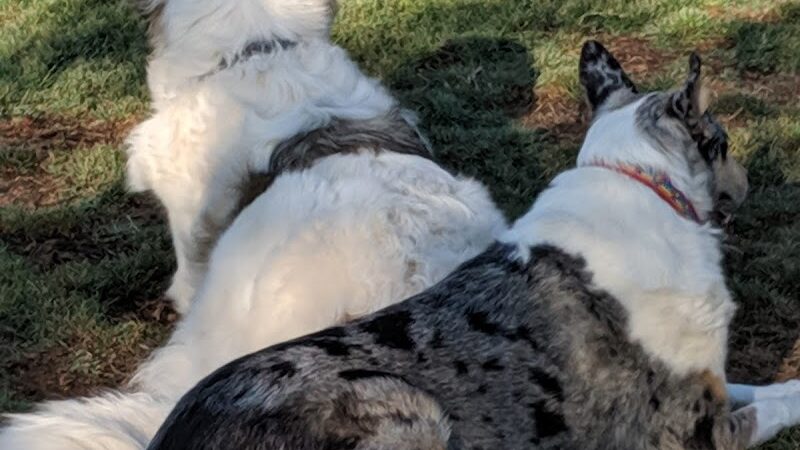 Dog Park - Buckeye, AZ