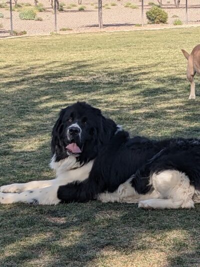 Dog Park - Buckeye, AZ