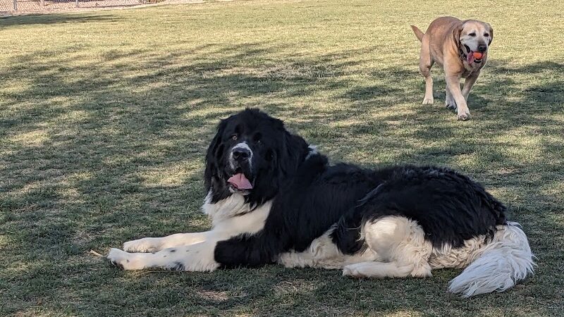 Dog Park - Buckeye, AZ
