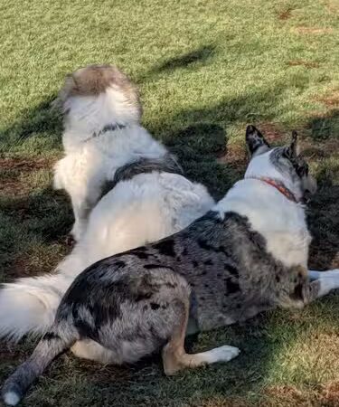 Dog Park - Buckeye, AZ