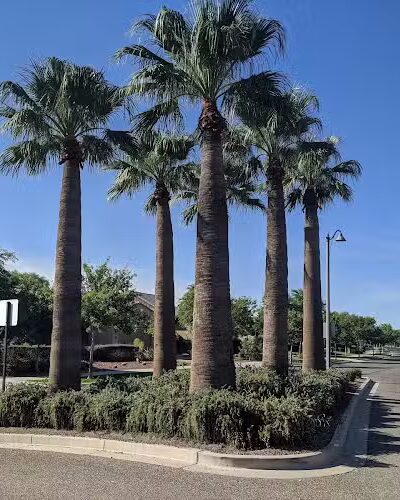 Hamilton's Run Park - Buckeye, AZ