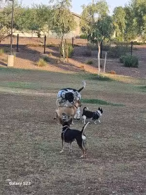 Marketside Dog Park at Verrado - Buckeye, AZ