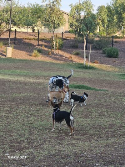 Marketside Dog Park at Verrado - Buckeye, AZ