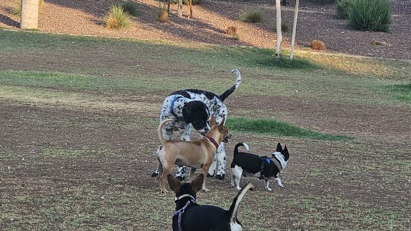 Marketside Dog Park at Verrado - Buckeye, AZ