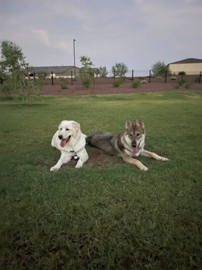 Marketside Dog Park at Verrado - Buckeye, AZ