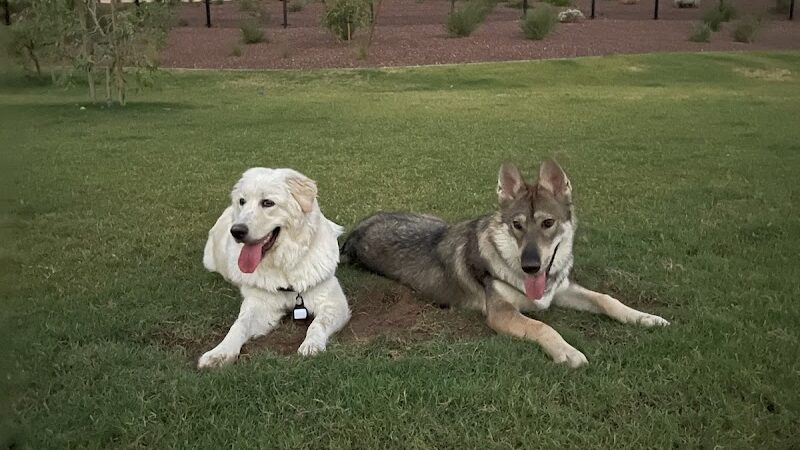 Marketside Dog Park at Verrado - Buckeye, AZ