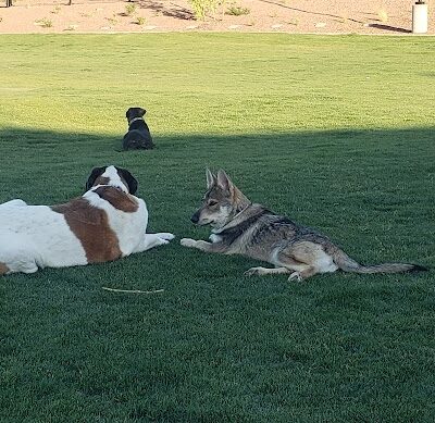 Marketside Dog Park at Verrado - Buckeye, AZ
