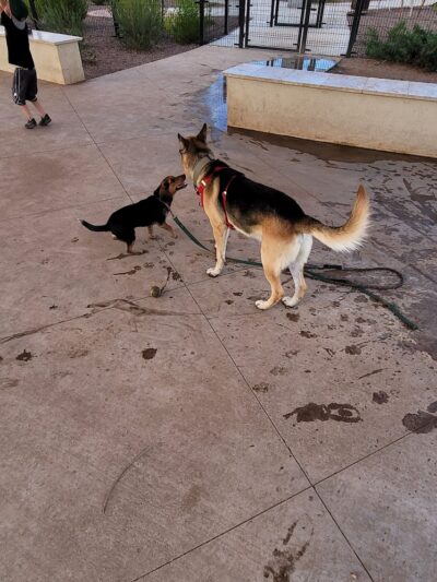 Marketside Dog Park at Verrado - Buckeye, AZ