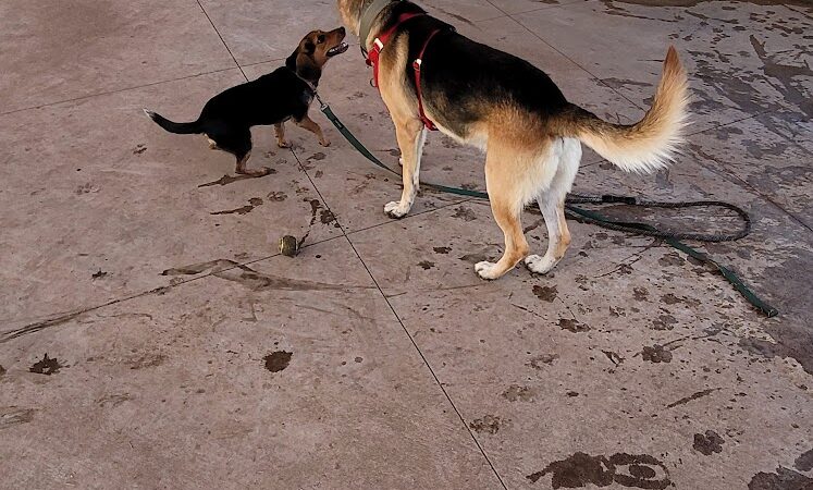 Marketside Dog Park at Verrado - Buckeye, AZ