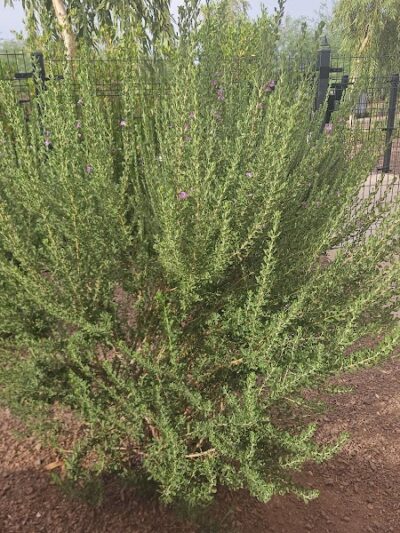 Marketside Dog Park at Verrado - Buckeye, AZ
