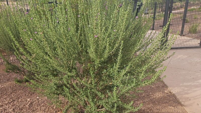 Marketside Dog Park at Verrado - Buckeye, AZ