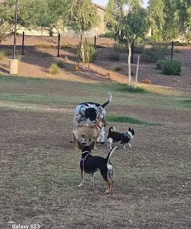 Marketside Dog Park at Verrado - Buckeye, AZ