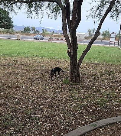 Sundance Park - Buckeye, AZ