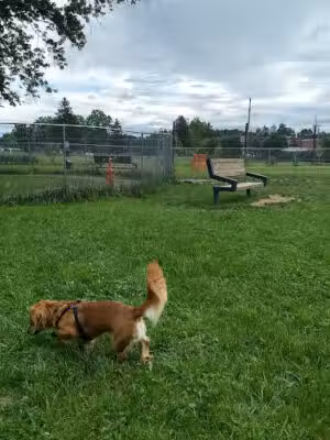 Buckhannon Dog Park - Buckhannon, WV