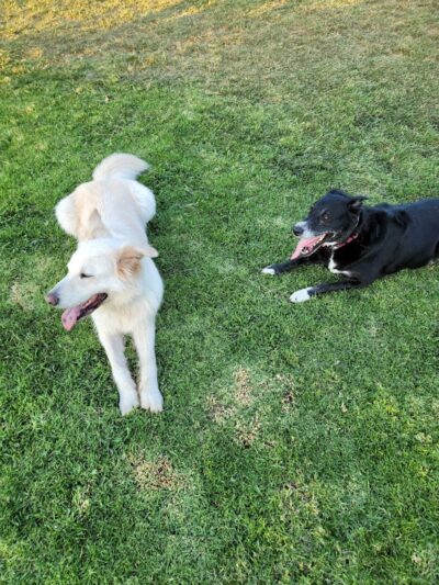 PAWS Park - Buellton, CA