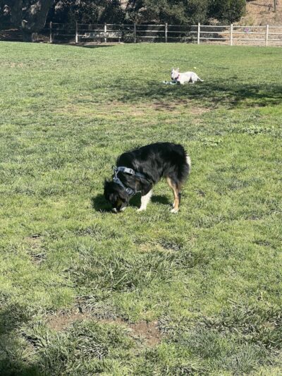 PAWS Park - Buellton, CA