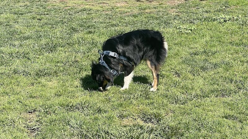 PAWS Park - Buellton, CA