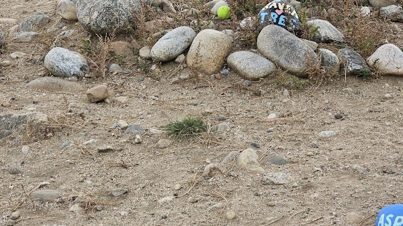 Riverpark Dog Park - Buena Vista, CO