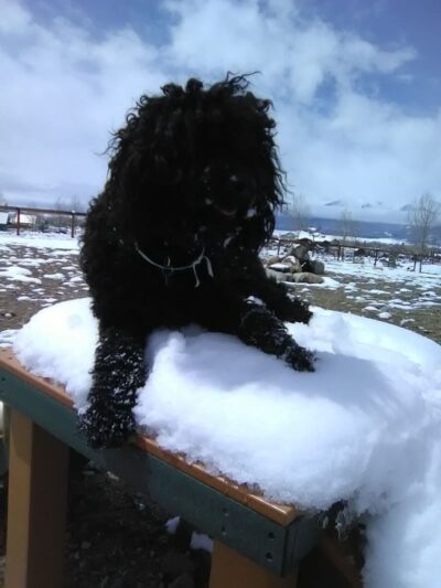 Riverpark Dog Park - Buena Vista, CO