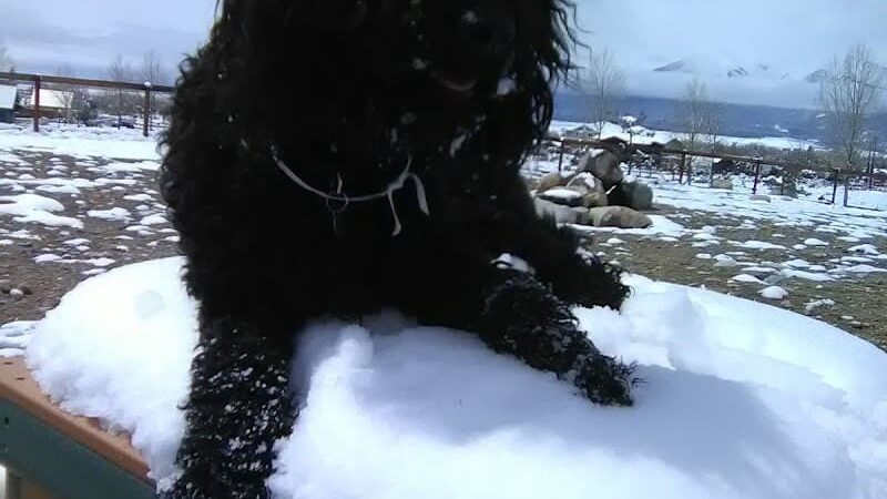 Riverpark Dog Park - Buena Vista, CO