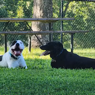 Gary Mattson Dog Park - Buffalo, MN