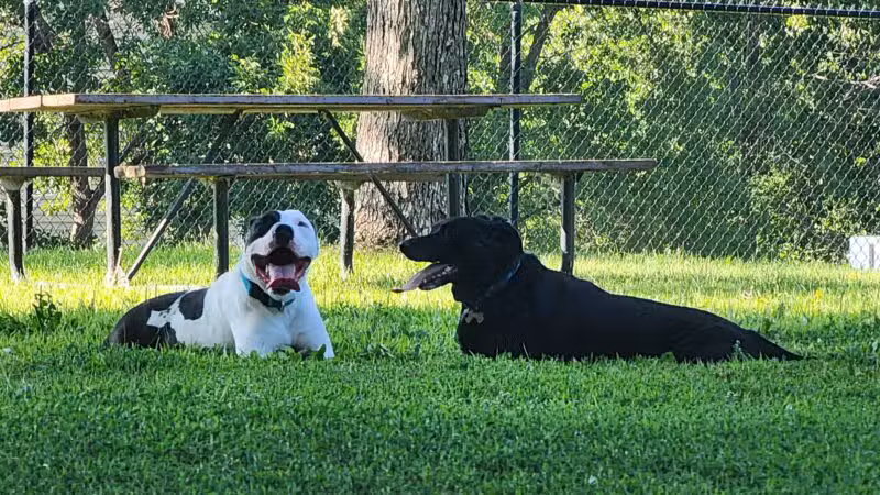 Gary Mattson Dog Park - Buffalo, MN