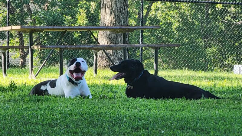 Gary Mattson Dog Park - Buffalo, MN
