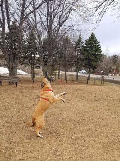 Gary Mattson Dog Park - Buffalo, MN