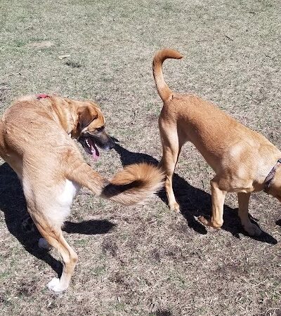 Gary Mattson Dog Park - Buffalo, MN