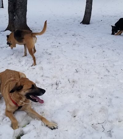 Gary Mattson Dog Park - Buffalo, MN