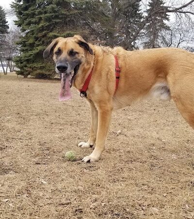 Gary Mattson Dog Park - Buffalo, MN