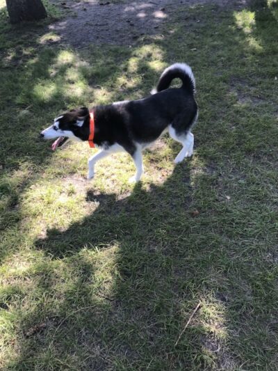 Gary Mattson Dog Park - Buffalo, MN