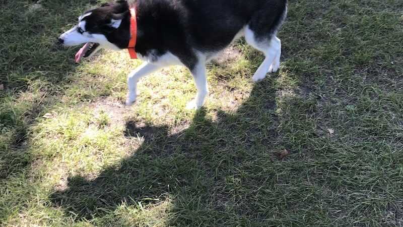 Gary Mattson Dog Park - Buffalo, MN